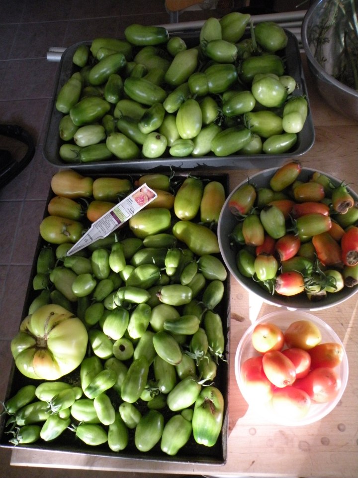 donation bed tomato harvest