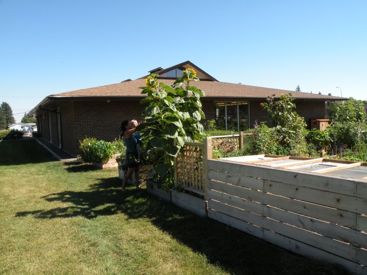 'Mammoth' sunflowers!