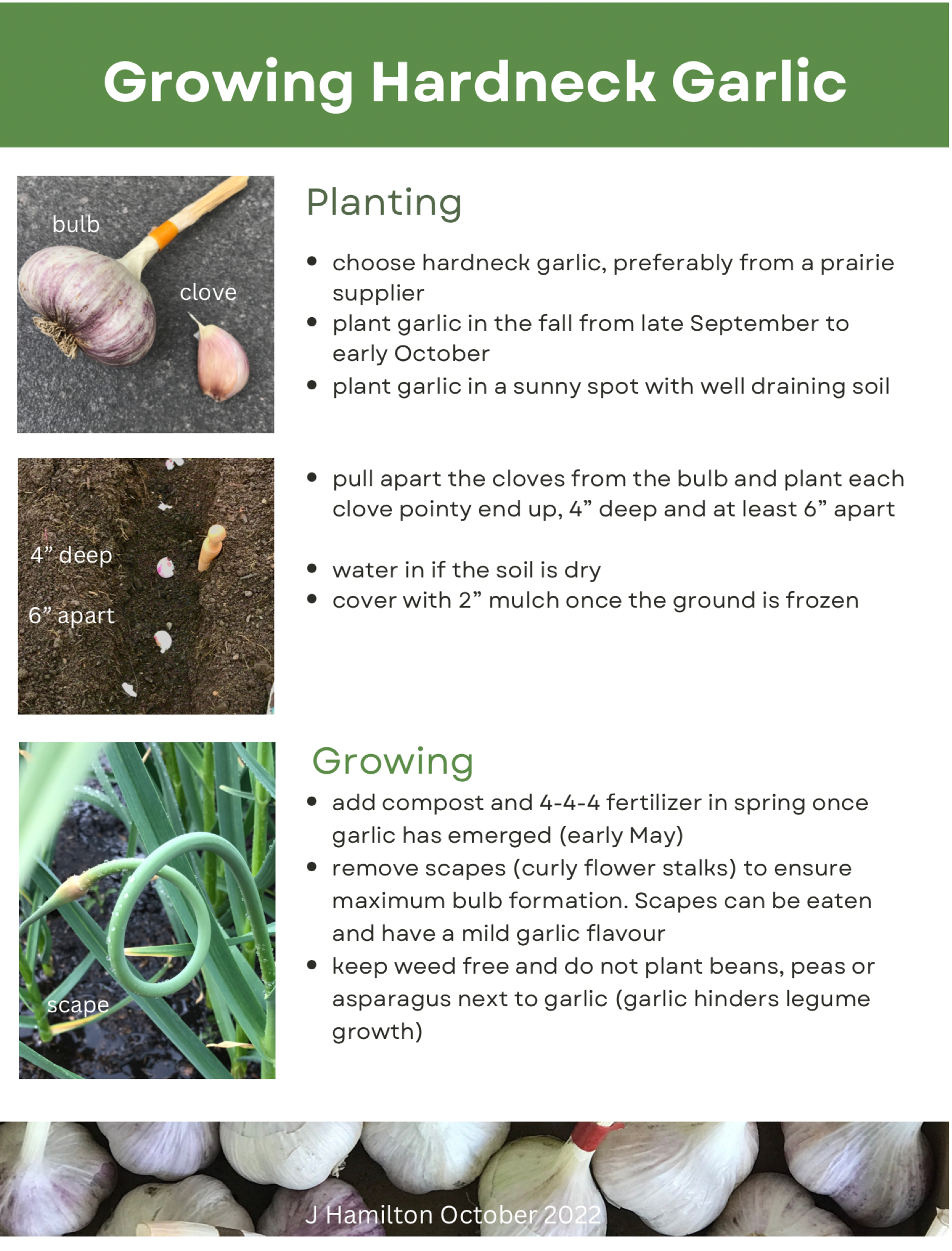 Planting Garlic In Spring Alberta